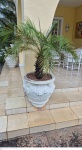 Grande vaso em cimento pintado de branco medindo 60 cm de altura por 60 cm de diâmetro  e altura total 150 cm de altura na planta, retirada em local térreo em condominio na Av das Américas altura do Riviera del Fiori.