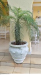 Grande vaso em cimento pintado de branco medindo 60 cm de altura por 60 cm de diâmetro  e altura total 150 cm de altura na planta, retirada em local térreo em condominio na Av das Américas altura do Riviera del Fiori.