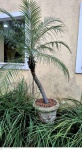 Grande vaso em cimento pintado de branco medindo 60 cm de altura por 60 cm de diâmetro  e altura total 180 cm de altura na planta, retirada em local térreo em condominio na Av das Américas altura do Riviera del Fiori.