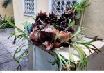 Planta em grande formato Chifre de Veado, cientificamente conhecido como Platycerium bifurcatum, é uma planta epífita da família Polypodiaceae, família esta que agrega as samambaias.medindo 60 cm por 90 cm por 80 cm, não pode ser enviado pelos correios, retirada em local térreo em condominio na Av das Américas altura do Riviera del Fiori.