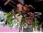 Planta em grande formato Chifre de Veado, cientificamente conhecido como Platycerium bifurcatum, é uma planta epífita da família Polypodiaceae, família esta que agrega as samambaias.medindo 80 cm por 100 cm por 80 cm, não pode ser enviado pelos correios, retirada em local térreo em condominio na Av das Américas altura do Riviera del Fiori.