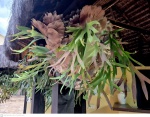 Planta em grande formato Chifre de Veado, cientificamente conhecido como Platycerium bifurcatum, é uma planta epífita da família Polypodiaceae, família esta que agrega as samambaias.medindo 80 cm por 100 cm por 80 cm, não pode ser enviado pelos correios, retirada em local térreo em condominio na Av das Américas altura do Riviera del Fiori.