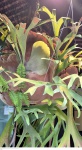 Planta em grande formato Chifre de Veado, cientificamente conhecido como Platycerium bifurcatum, é uma planta epífita da família Polypodiaceae, família esta que agrega as samambaias.medindo 80 cm por 80 cm por 80 cm, não pode ser enviado pelos correios, retirada em local térreo em condominio na Av das Américas altura do Riviera del Fiori.