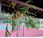 Planta em grande formato Chifre de Veado, cientificamente conhecido como Platycerium bifurcatum, é uma planta epífita da família Polypodiaceae, família esta que agrega as samambaias.medindo 80 cm por 80 cm por 80 cm, não pode ser enviado pelos correios, retirada em local térreo em condominio na Av das Américas altura do Riviera del Fiori.