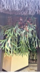 Planta em grande formato Chifre de Veado, cientificamente conhecido como Platycerium bifurcatum, é uma planta epífita da família Polypodiaceae, família esta que agrega as samambaias.medindo 80 cm por 80 cm por 80 cm, não pode ser enviado pelos correios, retirada em local térreo em condominio na Av das Américas altura do Riviera del Fiori.