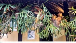 Três plantas em grande formato Chifre de Veado, cientificamente conhecido como Platycerium bifurcatum, é uma planta epífita da família Polypodiaceae, família esta que agrega as samambaias.medindo 60 cm por 80 cm por 80 cm, não pode ser enviado pelos correios, retirada em local térreo em condominio na Av das Américas altura do Riviera del Fiori.