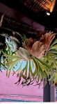 Plantas em grande formato Chifre de Veado, cientificamente conhecido como Platycerium bifurcatum, é uma planta epífita da família Polypodiaceae, família esta que agrega as samambaias.medindo 100 cm por 80 cm por 80 cm, não pode ser enviado pelos correios, retirada em local térreo em condominio na Av das Américas altura do Riviera del Fiori.