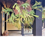 Plantas em grande formato Chifre de Veado, cientificamente conhecido como Platycerium bifurcatum, é uma planta epífita da família Polypodiaceae, família esta que agrega as samambaias.medindo 100 cm por 80 cm por 80 cm, não pode ser enviado pelos correios, retirada em local térreo em condominio na Av das Américas altura do Riviera del Fiori.