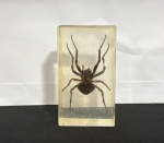 INSETO NO ACRILICO ANTIGO ORIGINAL ARANHA-DIABO JAPÃO