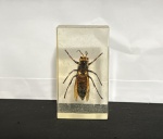 INSETO NO ACRILICO ANTIGO ORIGINAL VESPA GIGANTE TAILÂNDIA