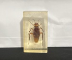 INSETO NO ACRILICO ANTIGO ORIGINAL