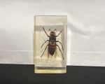 INSETO NO ACRILICO ANTIGO ORIGINAL