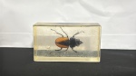 INSETO NO ACRILICO ANTIGO ORIGINAL