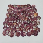 Lote com 78 Conchas Naturais, de Tamanhos Diferentes, para Decoração. Medidas do Lote: Peso: 760 g.