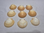 Jogo de 9 conchas naturais decorativas. Medindo 9,5cm x 8cm.