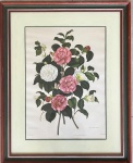 Gravura botânica com flores de camélias em diferentes tons, impressão fina emoldurado. Medida total 83 x 67 cm