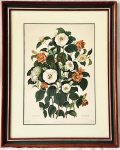 Gravura botânica com flores em diferentes tons, impressão fina emoldurado. Medida total 83 x 67 cm
