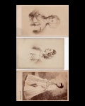 fotografia - Carte de Visite (3) - figuras femininas -  com as identificações manuscritas no versos - em bom estado de conservação - (10,5X6,5)cm. - uma esta cortada (9,5x6,5)cm.