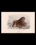 litografias - O Leão - H. Gobin, del. - Imp. Lamoureux - Paquien, sc. - litografia original da obra `Historia Natural Illustrada` de Julio de Mattos - papel amarelado pelo tempo - (17,5x27) cm.