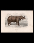 litografias - O Rhinoceronte - Travoès, del. - Imp. Lamoureux - Oudet, sc. - litografia original da obra `Historia Natural Illustrada` de Julio de Mattos - papel amarelado pelo tempo - (17x26) cm.
