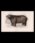 litografias - O Hippopotamo - H. Gobin, del. - Imp. Ch. Chardon - A. Michelet, sc. - litografia original da obra `Historia Natural Illustrada` de Julio de Mattos - papel amarelado pelo tempo - (17,5x27) cm.