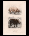 litografias - O Porco - O Javali - H. Gobin, del. - Imp. Lamoureux - Paquien, sc. - litografia original da obra `Historia Natural Illustrada` de Julio de Mattos - papel amarelado pelo tempo - (26,5x17,8) cm.