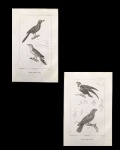 gravura - Passáros (2)  - Pretre et L. Gerbe del. - Publié par J. B. Bailliére et Fils - Lagesse sc. - gravura original da obra `Les Oiseaux` de George Cuvier - com marcas do tempo - (23x14,5) cm.