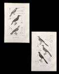 gravura - Passáros (2)  - Pretre et L. Gerbe del. - Publié par J. B. Bailliére et Fils - Lagesse sc. - gravura original da obra `Les Oiseaux` de George Cuvier - com marcas do tempo - (23x14,5) cm.