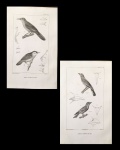 gravura - Passáros (2)  - Pretre et L. Gerbe del. - Publié par J. B. Bailliére et Fils - Lagesse sc. - gravura original da obra `Les Oiseaux` de George Cuvier - com marcas do tempo - (23x14,5) cm.