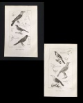 gravura - Passáros (2)  - Pretre et L. Gerbe del. - Publié par J. B. Bailliére et Fils - Lagesse sc. - gravura original da obra `Les Oiseaux` de George Cuvier - com marcas do tempo - (23x14,5) cm.