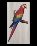 poster - Pássaro - Scarlet Macaw - reprodução - em bom estado de conservação - verso em branco - (59,5x42)cm