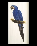 poster - Pássaro - Hyacinth Macaw - reprodução - em bom estado de conservação - borda levemente amassada - verso em branco - (59,5x42)cm