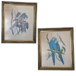 Par de antigas gravuras representando pássaros, assinados  Etienne Demonde, 46 x 54 cm.