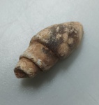 GASTROPODE (MOLDE ITERNO) FOSSILIZADO ORIGINAL COM CERTIFICADO - OS GASTROPODES "CARACOIS" EXISTEM DESDE O FIAL DO PERIODO CAMBRIANO, ESTE FOSSIL E O MOLDE ITERNO DA CONCHA DE UM GASTROPODE - ESPECIE INDETERMINADA - PERIODO EOCENO - MEDIDAS: 3 X 1,2 CM - PESO: 4 GRAMAS - ENCONTRADO NO MARROCOS - EM PERFEITO ESTADO CONFORME FOTOS