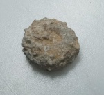 OURIÇO DO MAR FOSSILIZADO ORIGINAL COM CERTIFICADO - OS OURIÇOS DO MAR TEM UM ENDOESQUELETO RIGIDO FEITO DE OSSICULOS DE CALCARIO QUE FORMAM ESSA ESTRUTURA GLOBULAR. - ESPECIE INDETERMINDADA - PERIODO CRETACEO - MEDIDAS: 3 X 1,2 CM - PESO: 4 GRAMAS - ENCONTRADO NO SAARA OCIDENTAL - EM PERFEITO ESTADO CONFORME FOTOS