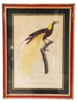 GRAVURA, uma (1) gravura francesa intitulada Le grand Oiseau de paradis Émeraude, representando majestosa ave-do-paraíso em posição de canto, com plumagem longa e esvoaçante em tons dourados e amarelos, contrastando com corpo em marrom profundo, verde-esmeralda e cabeça em amarelo vibrante. Trata-se de impressão em papel artístico, com coloração manual (aquarelada), típica das pranchas científicas e decorativas europeias dos séculos XIX/XX, amplamente utilizadas em obras de história natural e ornamentos murais de alto padrão, moldura em madeira com patina vermelha e dourada, apresentando leves falhas, medindo 72x54cm.