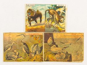 Colecionismo - 3 Figurinhas de Cigarro - Tema Animais -  - FÁBRICA DE JOSÉ FRACISCO CORREA - Cigarros Veado - Todas co  pequenos danos no verso