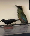 Par composto por dois pássaros de taxidermia originais, preservados e em bom estado. Peças únicas, ideais para colecionadores ou para quem busca decoração diferenciada com estilo naturalista. Excelente oportunidade para adicionar itens autênticos e de caráter histórico à sua coleção. Qualquer duvida entrar em contato pelo whatsapp: 11932480666. OBS: A sua participação em nosso leilão ajuda em causas animais.