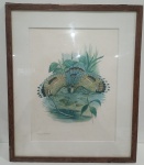 GRAVURA EMOLDURADA - TEMA PÁSSARO - '' EURYPYGA HELIAS HELIASI'' . MEDINDO 55 X 46 CM