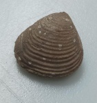BIVALVE FOSSILIZADO ORIGINAL COM CERTIFICADO - OS BIVALVES APRESENTAM CORPO MOLE INCLUSO EM UMA CARAPAÇA COMPOSTA POR DUAS VALVAS SEND QUE AS CONCHAS SUPERIOR E INFERIOR TEM O MESMO TAMANHO - ESPECIE LAEVASTARTE SP - PERIODO EOCENO - MEDIDAS: 3 X 1,2 CM - PESO: 4 GRAMAS - ENCONTRADO NO SAARA OCIDENTAL - EM PERFEITO ESTADO CONFORME FOTOS