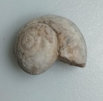 GASTROPODE FOSSILIZADO ORIGINAL COM CERTIFICADO - OS GASTROPODES "CARACOIS" EXISTEM DESDE O FINAL DO PERIODO CAMBRIANO, ESTE FOSSIL DE MORFOLOGIA ESPIRALADA E A CONCHA DE UM GASTROPODE - ESPECIE INDETERMINADA - PERIODO CRETACEO - MEDIDAS: 3 X 1,2 CM - PESO: 4 GRAMAS - ENCONTRADO NO MARROCOS - EM PERFEITO ESTADO CONFORME FOTOS