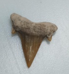 DENTE DE TUBARAO SCAPANORHYNCHUS ORIGINAL COM CERTIFICADO - ESPECIE SCAPANORHYNCHUS - PERIODO PALEOCENO/EOCENO - MEDIDAS: 2,5 X 2,0 CM - PESO: 2 GRAMAS - ENCONTRADO EM DAKHIA MARROCOS - EM PERFEITO ESTADO CONFORME FOTOS