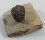 TRILOBITA FOSSILIZADA ORIGINAL COM CERTIFICADO - ESPECIE REEDOPS. - PERIODO DEVONIANO - MEDIDAS: 5 X 5 X 3,8 CM - PESO: 109 GRAMAS - ENCONTRADO NO MARROCOS - EM PERFEITO ESTADO CONFORME FOTOS