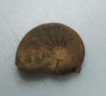 AMONITA FOSSILIZADA ORIGINAL COM CERTIFICADO - AS AMONITAS SAO CEFALOPODES EXTINTOS PARENTES DE POLVOS E LULAS ATUAIS. - ESPECIE INDETERMINDADA - PERIODO CRETACEO - MEDIDAS: 3 X 1,2 CM - PESO: 4 GRAMAS - ENCONTRADO NO SAARA OCIDENTAL - EM PERFEITO ESTADO CONFORME FOTOS