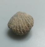 BRAQUIOPODE FOSSILIZADO ORIGINAL COM CERTIFICADO - OS BRAQUIOPODES APRESENTAM CORPO MOLE INCLUSO EM UMA CARAPAÇA COMPOSTA POR DUAS VALVAS, SEMELHANTE AOS BIVALVES, NO ENTANTO NOS BRAQUIOPODES A CONCHA INFERIOR E MAIOR DO QUE A SUPERIOR - ESPECIE ATRYPA SP - PERIODO DEVONIANO - MEDIDAS: 3 X 1,2 CM - PESO: 4 GRAMAS - ENCONTRADO NO SAARA OCIDENTAL - EM PERFEITO ESTADO CONFORME FOTOS