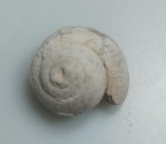 GASTROPODE FOSSILIZADO ORIGINAL COM CERTIFICADO - OS GASTROPODES "CARACOIS" EXISTEM DESDE O FINAL DO PERIODO CAMBRIANO, ESTE FOSSIL DE MORFOLOGIA ESPIRALADA E A CONCHA DE UM GASTROPODE - ESPECIE INDETERMINADA - PERIODO CRETACEO - MEDIDAS: 3 X 1,2 CM - PESO: 4 GRAMAS - ENCONTRADO NO MARROCOS - EM PERFEITO ESTADO CONFORME FOTOS