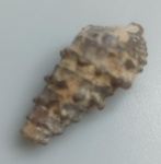 GASTROPODE FOSSILIZADO ORIGINAL COM CERTIFICADO - OS GASTROPODES "CARACOIS" EXISTEM DESDE O FINAL DO PERIODO CAMBRIANO, ESTE FOSSIL E A CONCHA DE UM GASTROPODE - ESPECIE INDETERMINADA - PERIODO EOCENO - MEDIDAS: 3 X 1,2 CM - PESO: 4 GRAMAS - ENCONTRADO NO MARROCOS - EM PERFEITO ESTADO CONFORME FOTOS