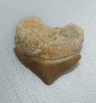 DENTE DE TUBARAO CORVO FOSSILIZADO ORIGINAL COM CERTIFICADO - ESPECIE SQUALICORAX - PERIODO CRETACEO - MEDIDAS: 2,5 X 2,0 CM - PESO: 1 GRAMA - ENCONTRADO EM DAKHIA MARROCOS - EM PERFEITO ESTADO CONFORME FOTOS