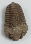 TRILOBITA FOSSILIZADA ORIGINAL COM CERTIFICADO - ESPECIE FLEXICALYMENE OUZREGUI - PERIODO ORDOVICIANO - MEDIDAS: 8 X 5 X 2 CM - PESO: 115 GRAMAS - ENCONTRADO NO MARROCOS - EM PERFEITO ESTADO CONFORME FOTOS