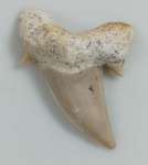 DENTE DE TUBARAO OTODUS OLIQUUS FOSSILIZADO ORIGINAL COM CERTIFICADO - ESPECIE OTODUS OBLIQUUS - PERIODO PALEOCENO/EOCENO - MEDIDAS: 5,5 X 4 X 1,5 CM - PESO: 12 GRAMAS - ENCONTRADO EM DAKHIA MARROCOS - EM PERFEITO ESTADO CONFORME FOTOS